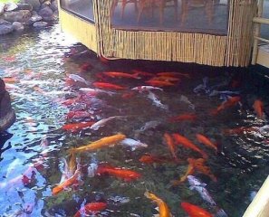 鱼池设备